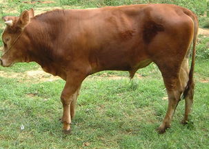 鲁西黄牛,鲁西黄牛生产供应商 畜禽及养殖动物
