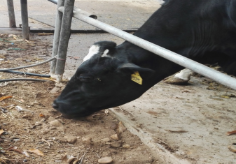 舔砖在奶牛养殖场中的应用及思考